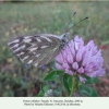 pontia callidice dombay female